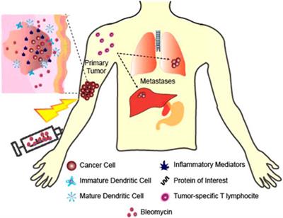 Electrical Stimulation for Immune Modulation in Cancer Treatments